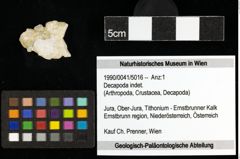 Foto (Objekt + Etiketten) von Decapoda indet. 